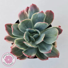 Load image into Gallery viewer, Echeveria 'Luella' Variegated - John & Norma's Succulents Australia
