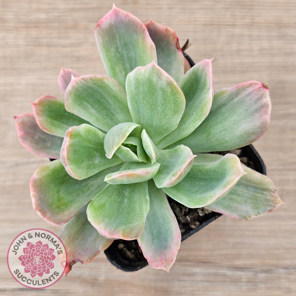 Echeveria 'Luella' Variegated