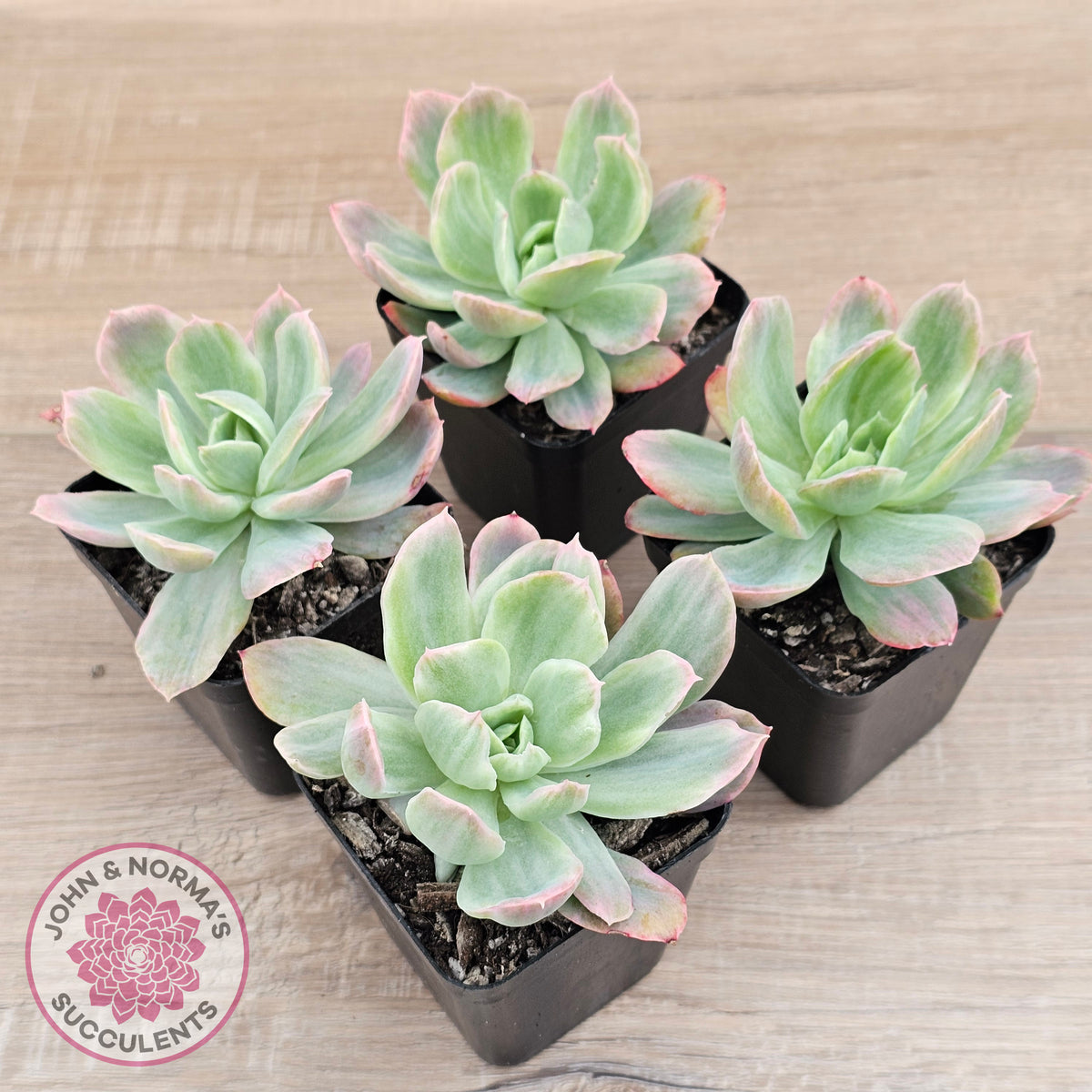 Echeveria 'Luella' Variegated