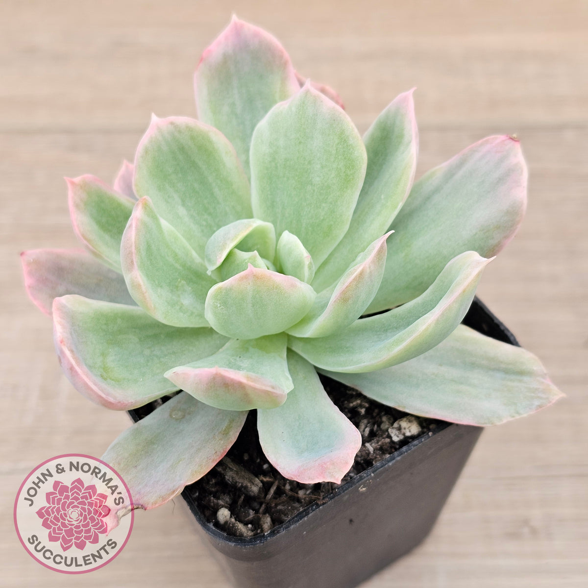 Echeveria 'Luella' Variegated