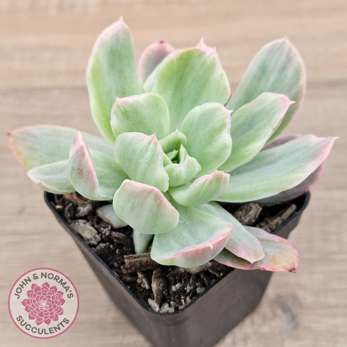 Echeveria 'Luella' Variegated