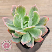 Load image into Gallery viewer, Echeveria 'Luella' Variegated