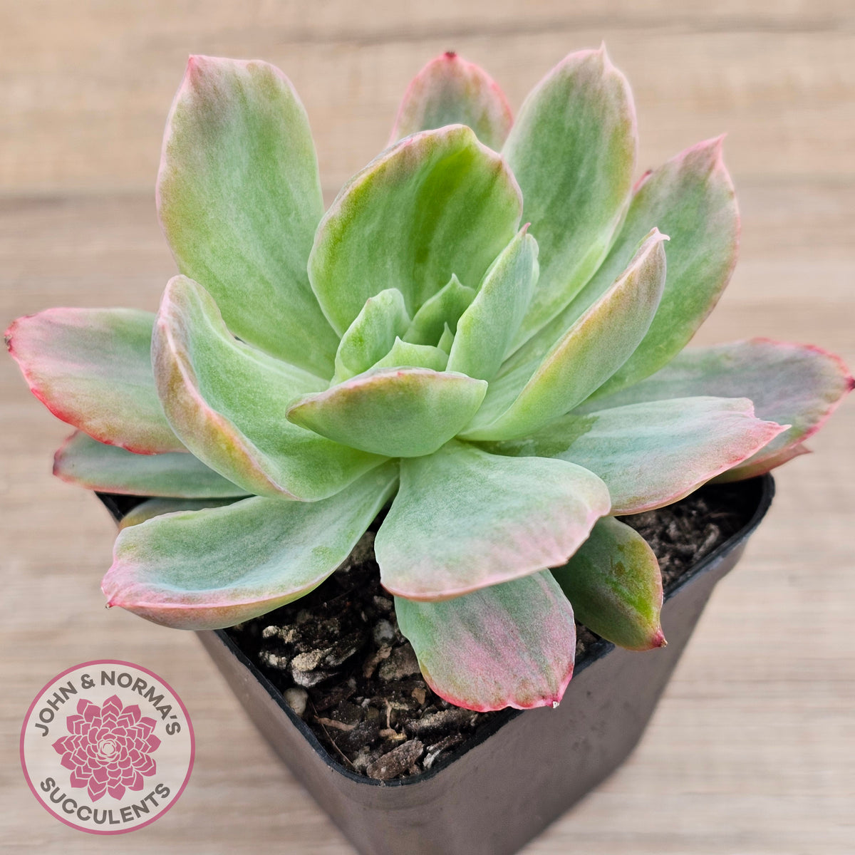 Echeveria 'Luella' Variegated