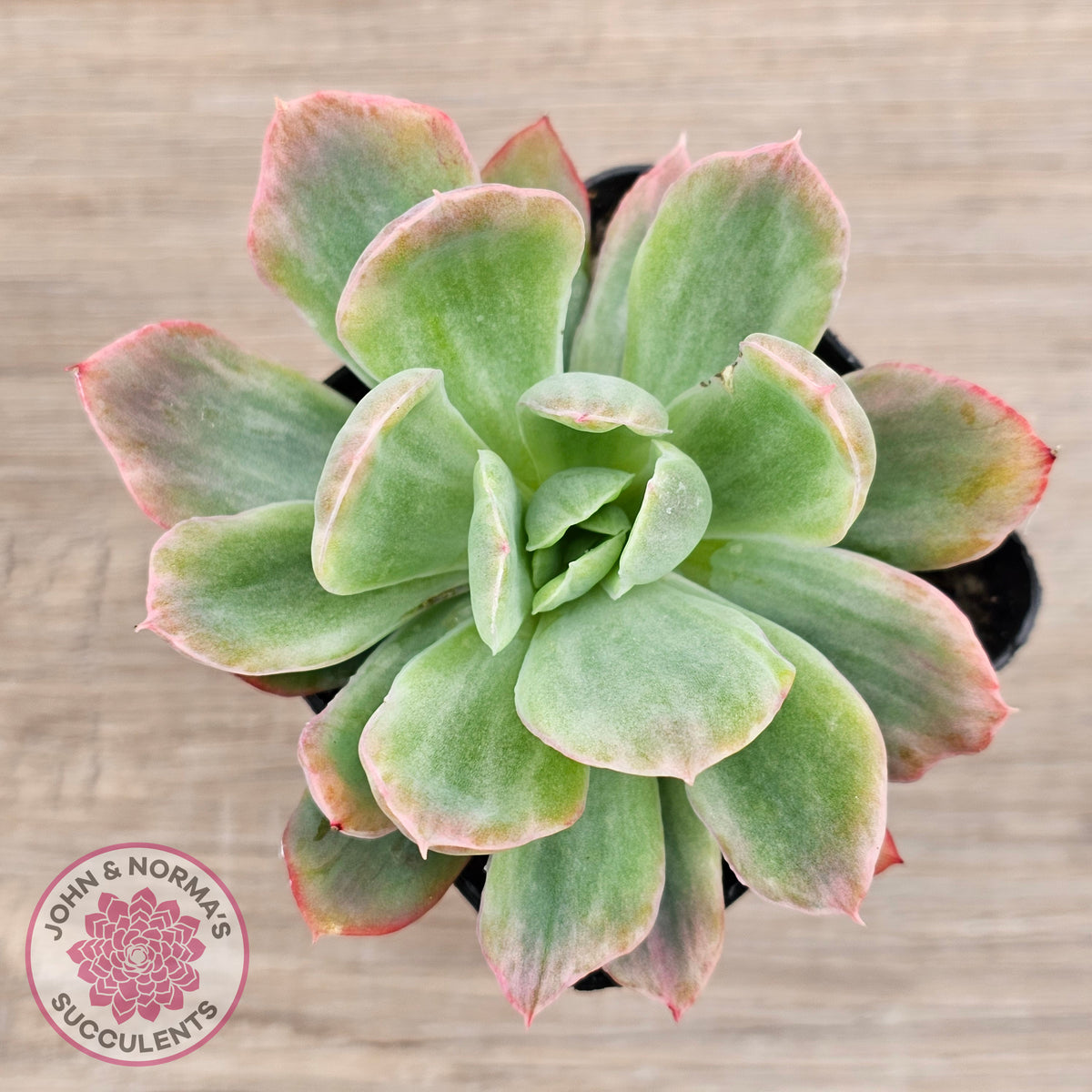 Echeveria 'Luella' Variegated