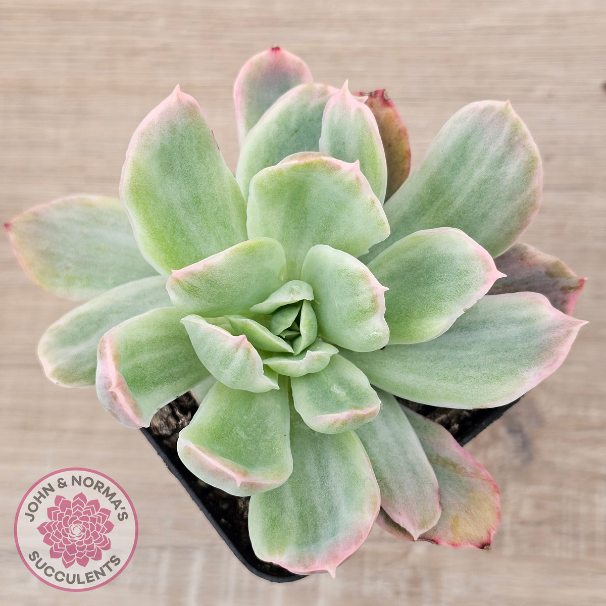 Echeveria 'Luella' Variegated