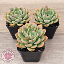 Load image into Gallery viewer, Echeveria 'Luella'