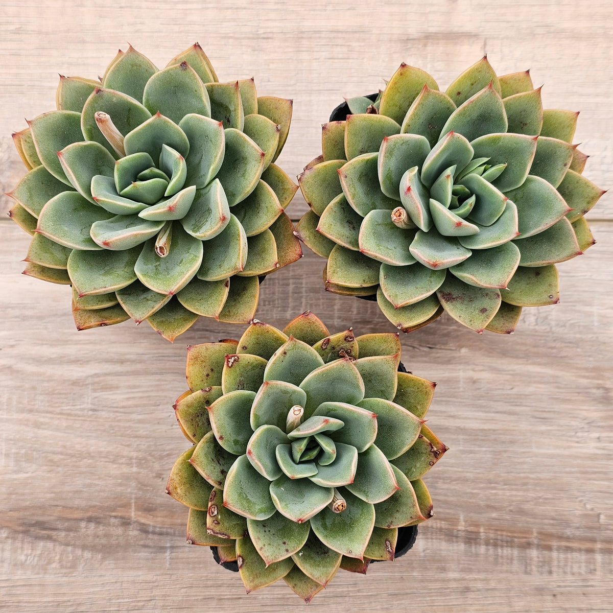 Echeveria 'Luella'