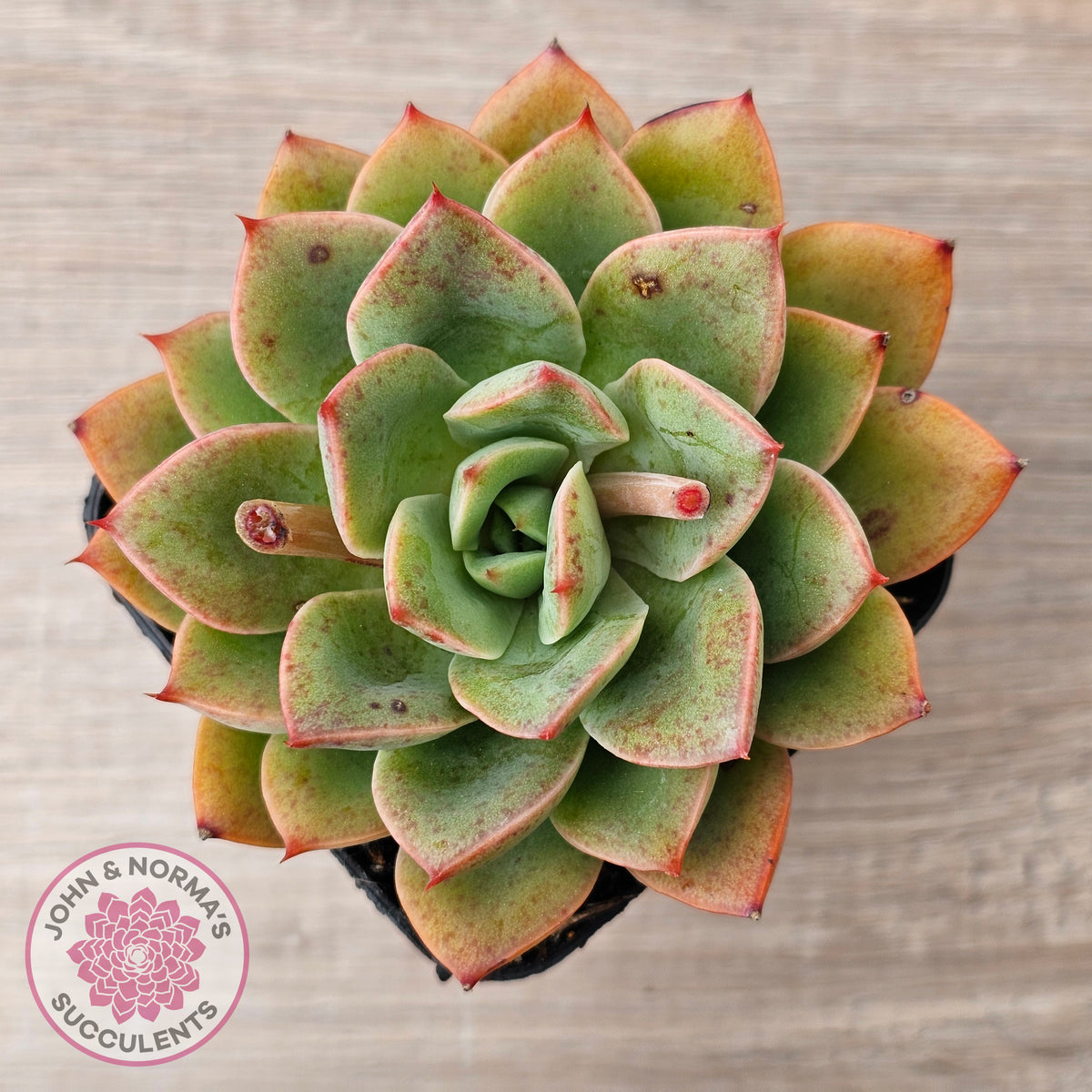 Echeveria 'Luella'