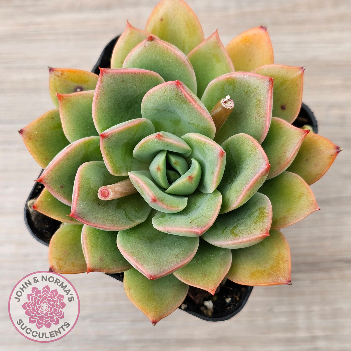 Echeveria 'Luella'