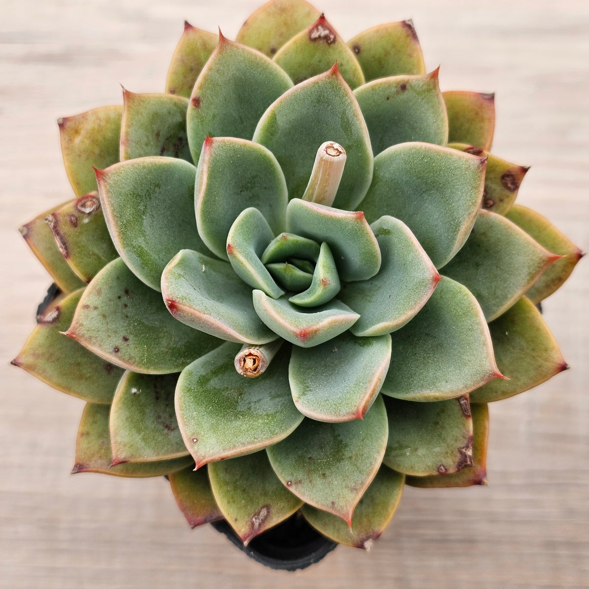Echeveria 'Luella'