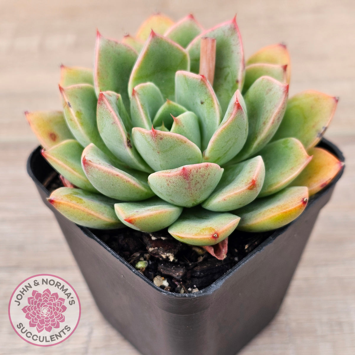 Echeveria 'Luella'