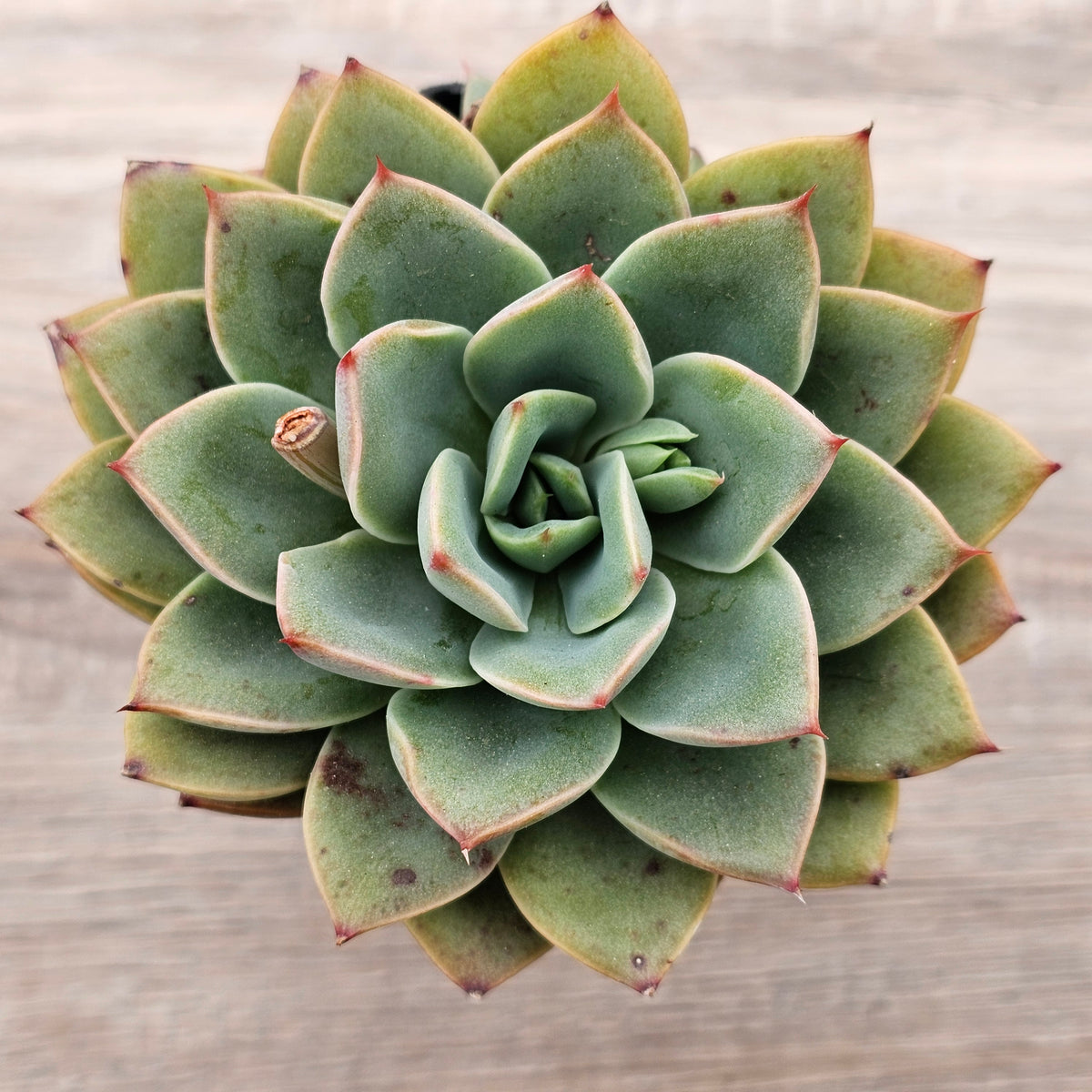 Echeveria 'Luella'