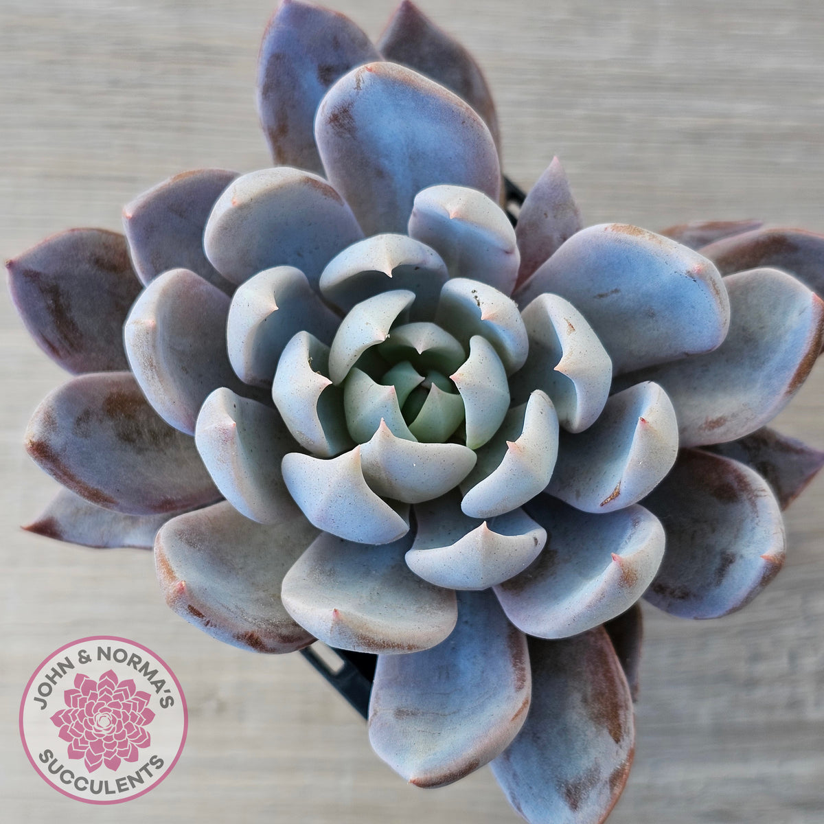 Echeveria 'Lulu'