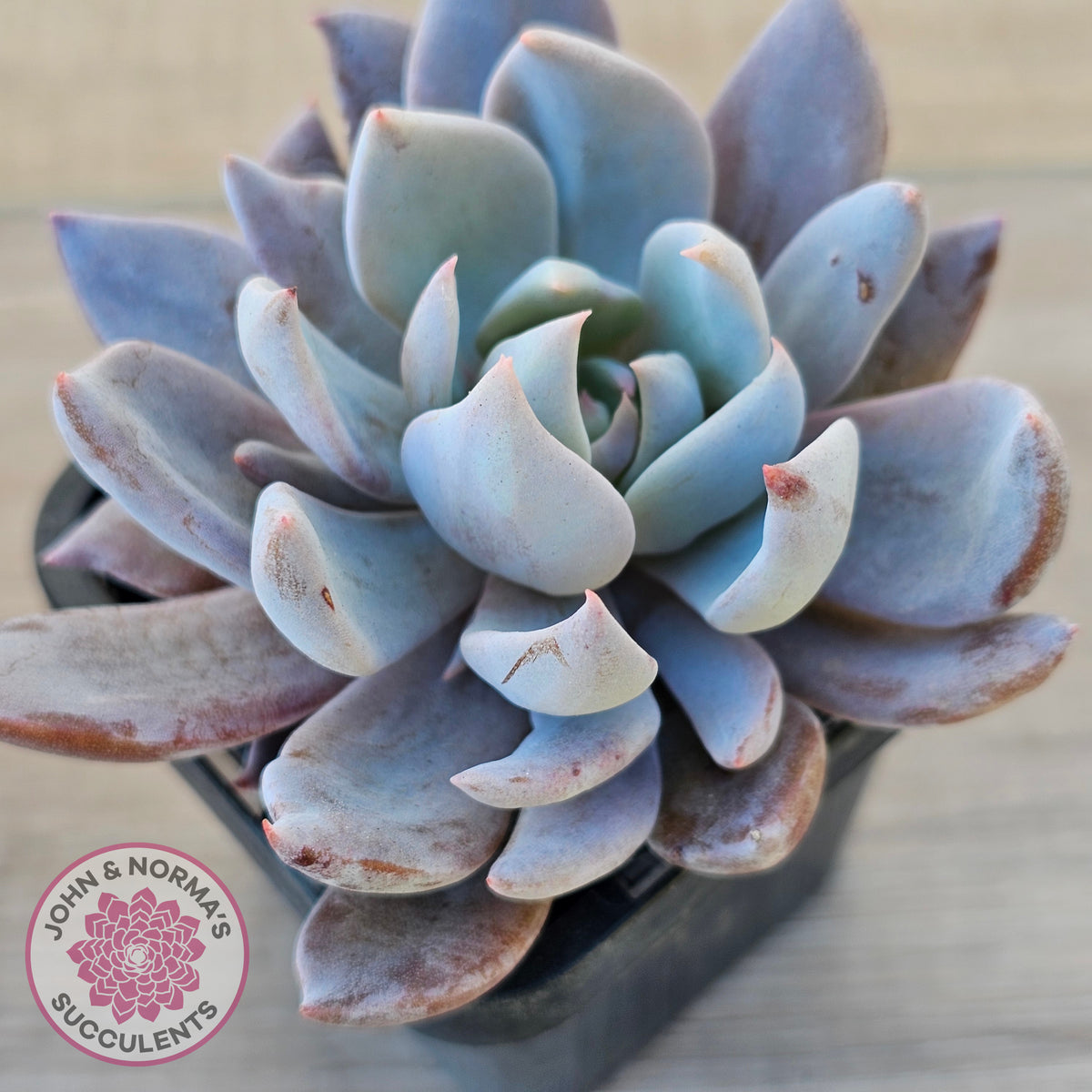 Echeveria 'Lulu'