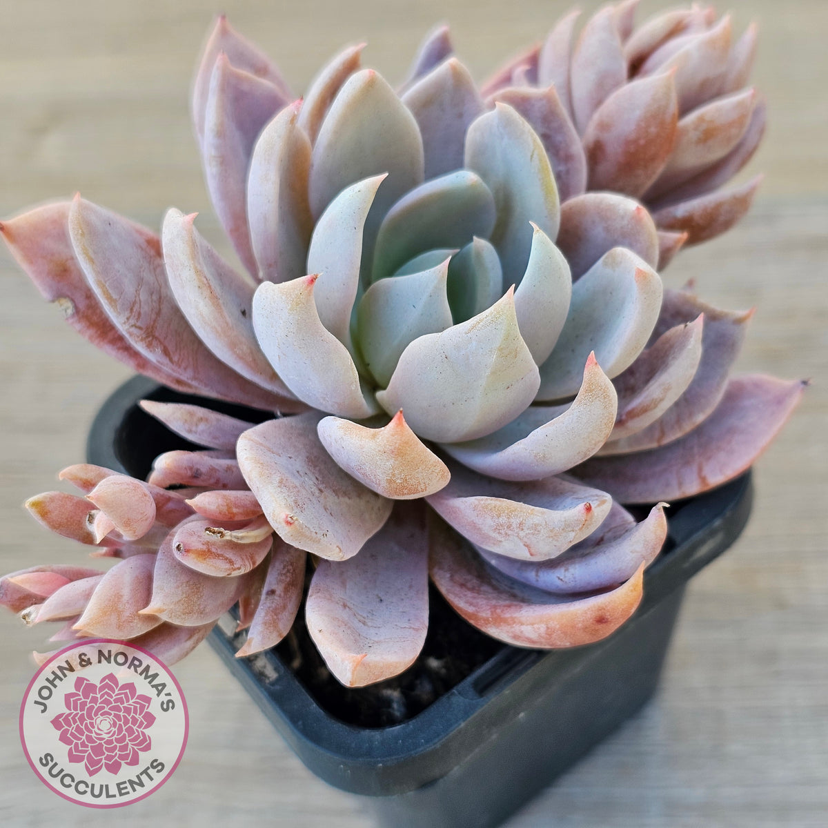 Echeveria 'Lulu'