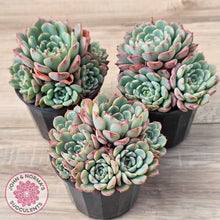 Load image into Gallery viewer, Echeveria 'Luna Rose' - Lg Clumps