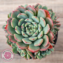Load image into Gallery viewer, Echeveria 'Luna Rose' - Lg Clumps
