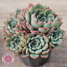 Load image into Gallery viewer, Echeveria 'Luna Rose' - Lg Clumps