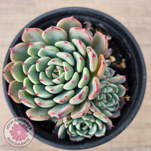 Load image into Gallery viewer, Echeveria 'Luna Rose'