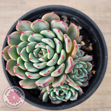 Load image into Gallery viewer, Echeveria 'Luna Rose' - Lg Clumps