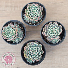 Load image into Gallery viewer, Echeveria 'Luna Rose' - Lg Clumps