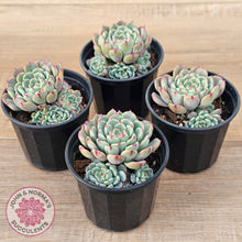 Load image into Gallery viewer, Echeveria 'Luna Rose' - Lg Clumps