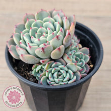 Load image into Gallery viewer, Echeveria 'Luna Rose' - Lg Clumps