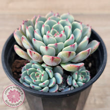 Load image into Gallery viewer, Echeveria 'Luna Rose'