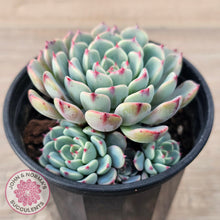 Load image into Gallery viewer, Echeveria 'Luna Rose' - Lg Clumps