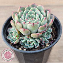 Load image into Gallery viewer, Echeveria 'Luna Rose'