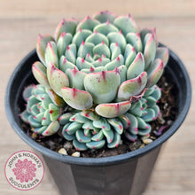 Load image into Gallery viewer, Echeveria 'Luna Rose' - Lg Clumps