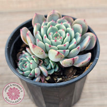 Load image into Gallery viewer, Echeveria 'Luna Rose'