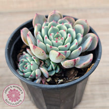 Load image into Gallery viewer, Echeveria 'Luna Rose' - Lg Clumps
