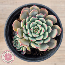 Load image into Gallery viewer, Echeveria 'Luna Rose' - Lg Clumps