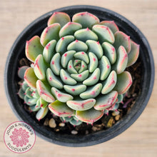 Load image into Gallery viewer, Echeveria 'Luna Rose'