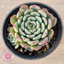 Load image into Gallery viewer, Echeveria 'Luna Rose' - Lg Clumps