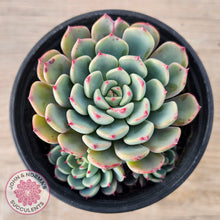 Load image into Gallery viewer, Echeveria 'Luna Rose'