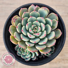 Load image into Gallery viewer, Echeveria 'Luna Rose' - Lg Clumps