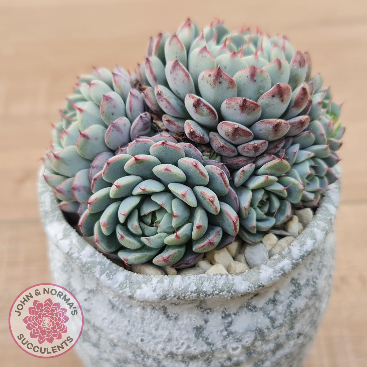 Echeveria 'Luna Rose' - Lg Clumps