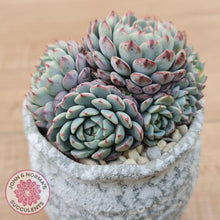 Load image into Gallery viewer, Echeveria 'Luna Rose' - John & Norma's Succulents Australia