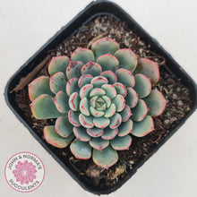 Load image into Gallery viewer, Echeveria 'Luna Rose' - John & Norma's Succulents Australia