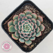 Load image into Gallery viewer, Echeveria 'Luna Rose' - Lg Clumps