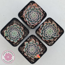 Load image into Gallery viewer, Echeveria 'Luna Rose' - Lg Clumps