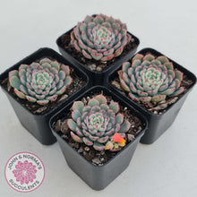 Load image into Gallery viewer, Echeveria 'Luna Rose' - Lg Clumps
