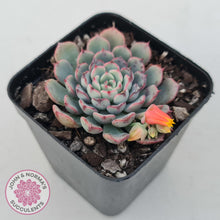Load image into Gallery viewer, Echeveria 'Luna Rose' - Lg Clumps