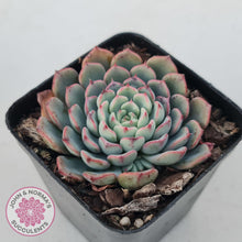 Load image into Gallery viewer, Echeveria 'Luna Rose' - Lg Clumps