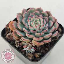 Load image into Gallery viewer, Echeveria 'Luna Rose' - John & Norma's Succulents Australia