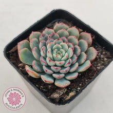 Load image into Gallery viewer, Echeveria 'Luna Rose' - Lg Clumps