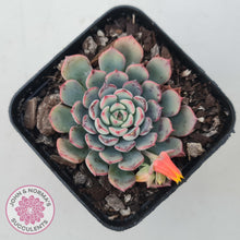 Load image into Gallery viewer, Echeveria 'Luna Rose' - John & Norma's Succulents Australia