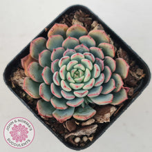 Load image into Gallery viewer, Echeveria 'Luna Rose' - John & Norma's Succulents Australia
